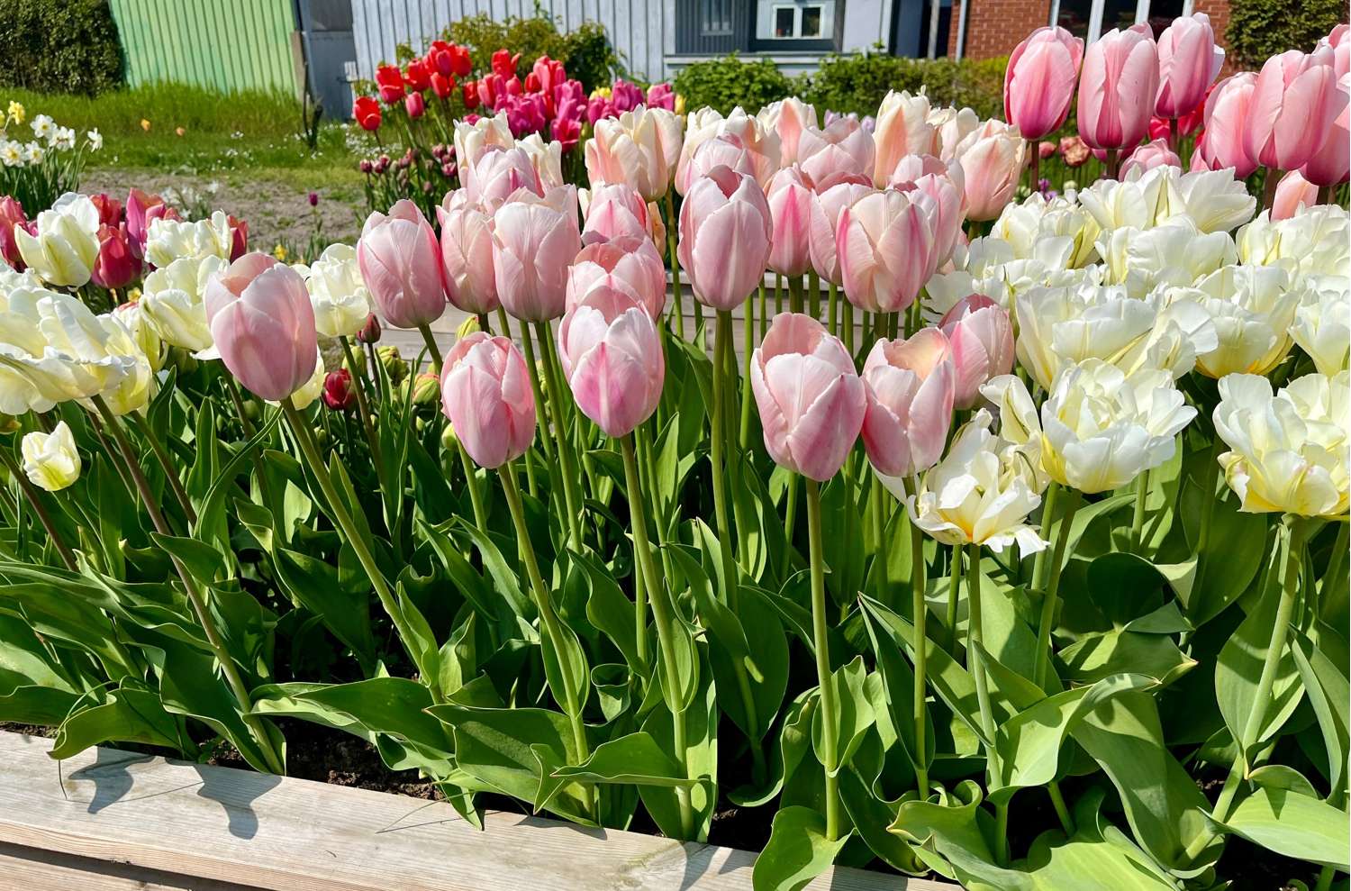 Tulipe 'Salmon van Eijk'